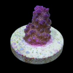 Pocillopora eydouxi (Pink) (frag) | FRAG