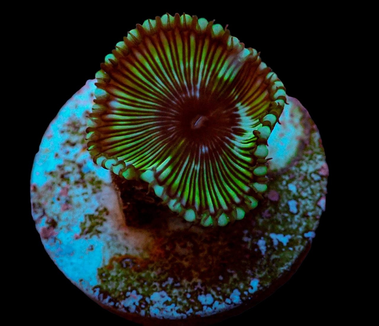 Palythoa grandis (Premium) (frag) (p/p) | FRAG