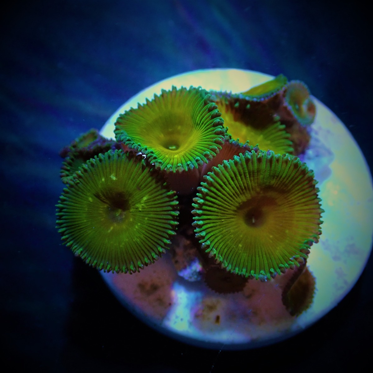 Palythoa spp. (Cornbred Nuclear Death) (frag) | FRAG