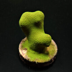 Porites cylindrica (Yellow-Green) (frag) | FRAG