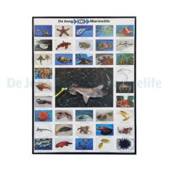 De Jong Marinelife Poster Public Aquaria