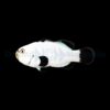 Amphiprion percula (Platinum) - DJM Bred | All sizes