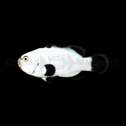 Amphiprion percula (Platinum) - DJM Bred | All sizes