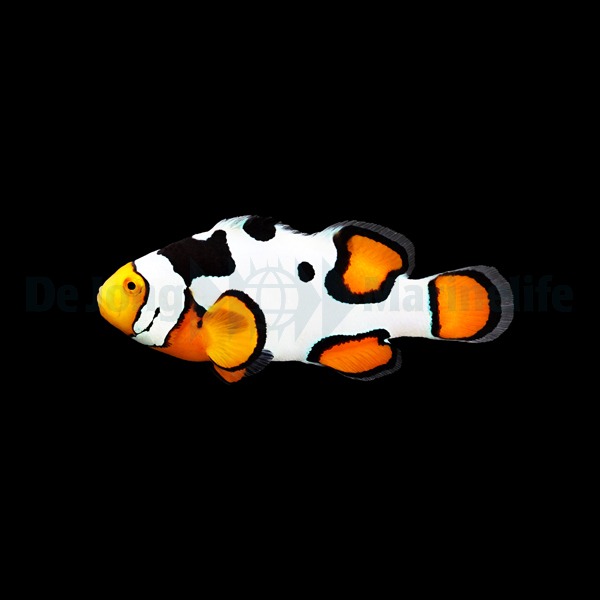 Amphiprion percula (Premium Picasso) - DJM Bred | All sizes