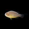 Amphiprion perideraion (Domino) - DJM Bred | All sizes