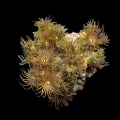 Parazoanthus gracilis (Yellow) (frag) | FRAG