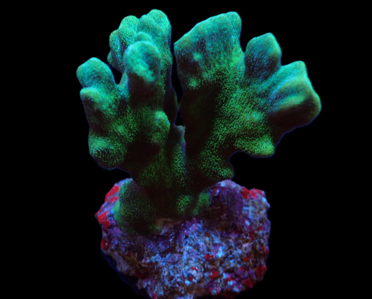 Psammocora spp. (Branched) (frag) | FRAG