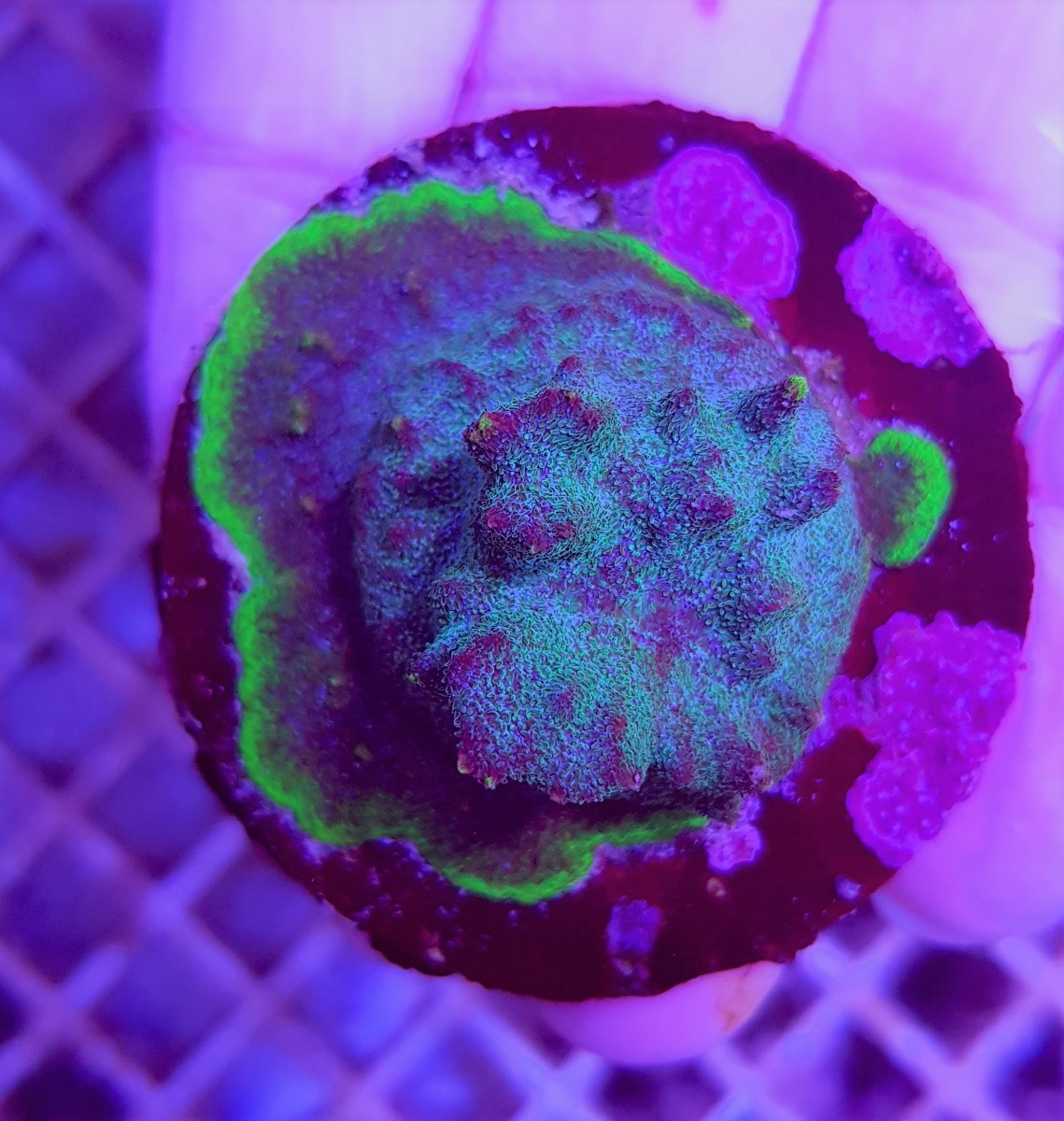 Psammocora spp. (Purple-Green) (frag) | FRAG
