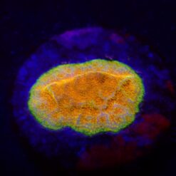 Psammocora spp. (Watermelon) (frag) | FRAG