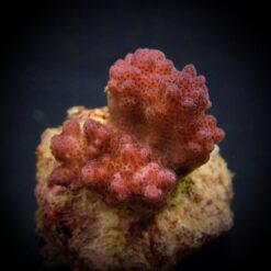 Pocillopora verrucosa (Pink) (frag) | FRAG