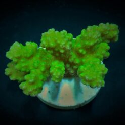 Pocillopora verrucosa (Yellow-Green) (frag) | FRAG