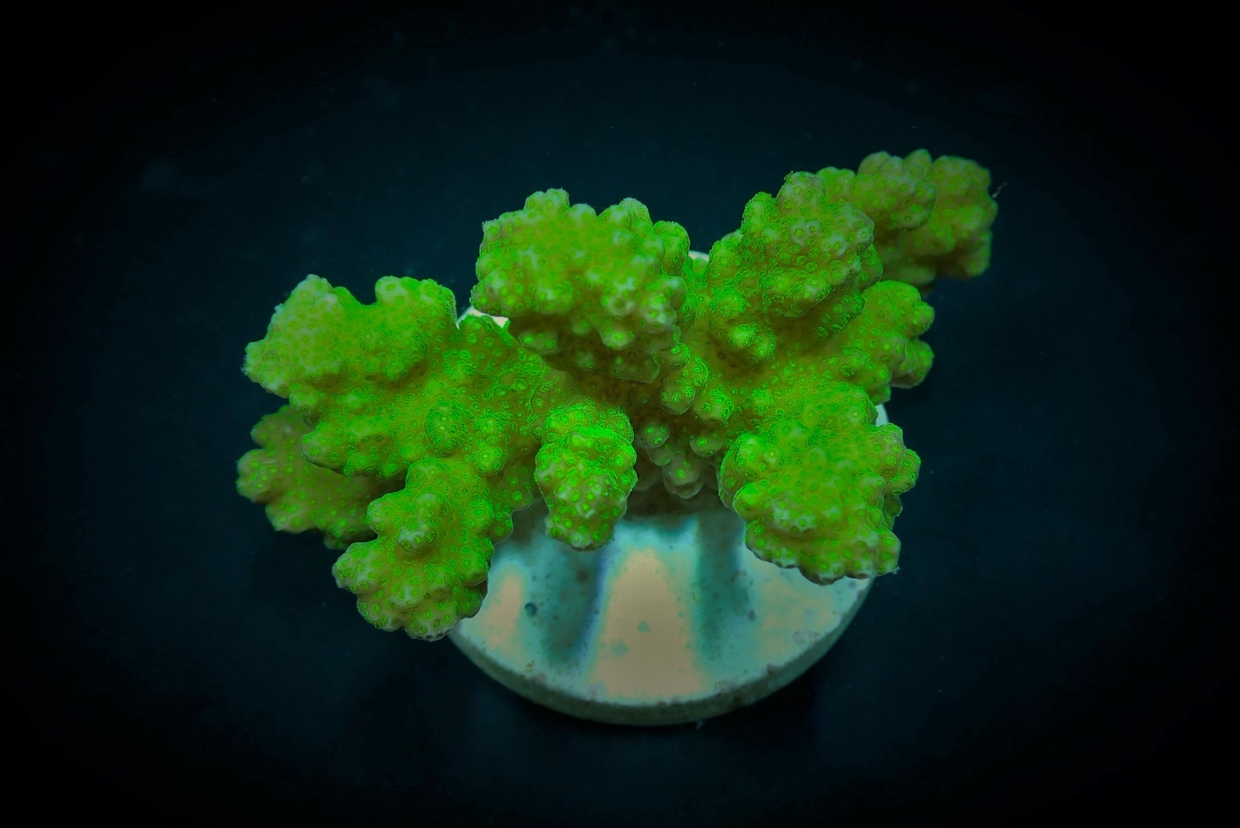 Pocillopora verrucosa (Yellow-Green) (frag) | FRAG