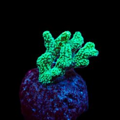 Seriatopora caliendrum (Green) (frag) | FRAG