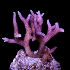 Seriatopora caliendrum (Pink) (Fiji-Tonga) (frag) | FRAG