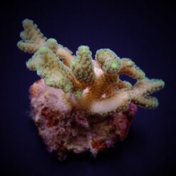 Seriatopora guttatus (Green) (frag) | FRAG