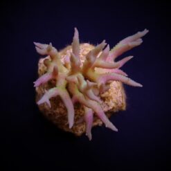 Seriatopora hystrix (Green) (frag) | FRAG