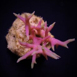 Seriatopora hystrix (Pink) (frag) | FRAG