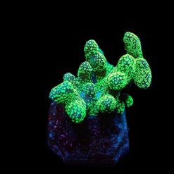 Stylophora pistillata (Green polyp) (frag) | FRAG
