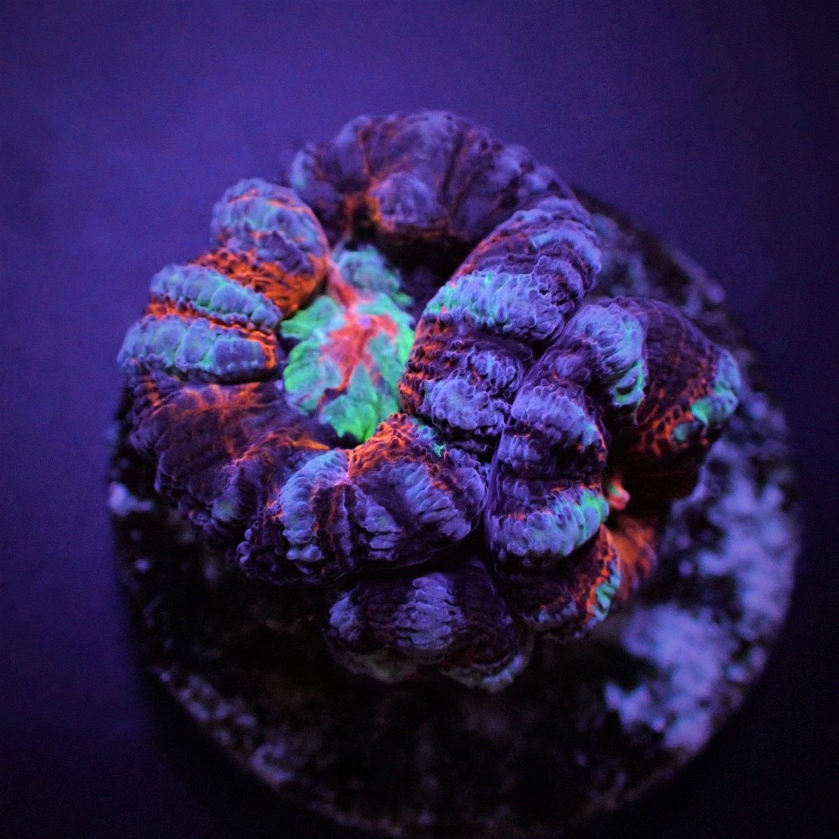 Symphyllia (Australophyllia) wilsoni (Common) (frag) | FRAG