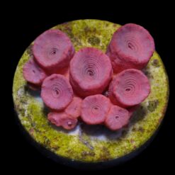 Tubastrea faulkneri (Orange) (frag) | FRAG