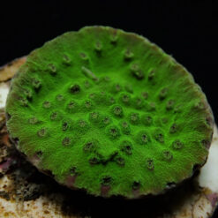 Turbinaria mesenterina (frag) | FRAG