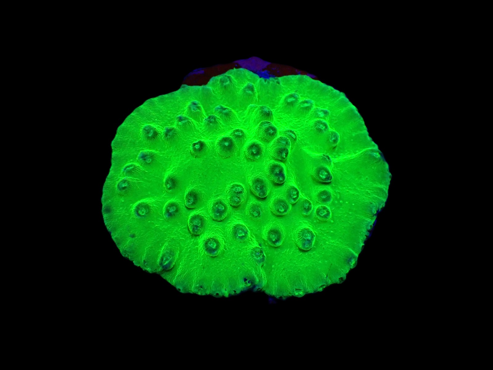 Turbinaria peltata (frag) | FRAG