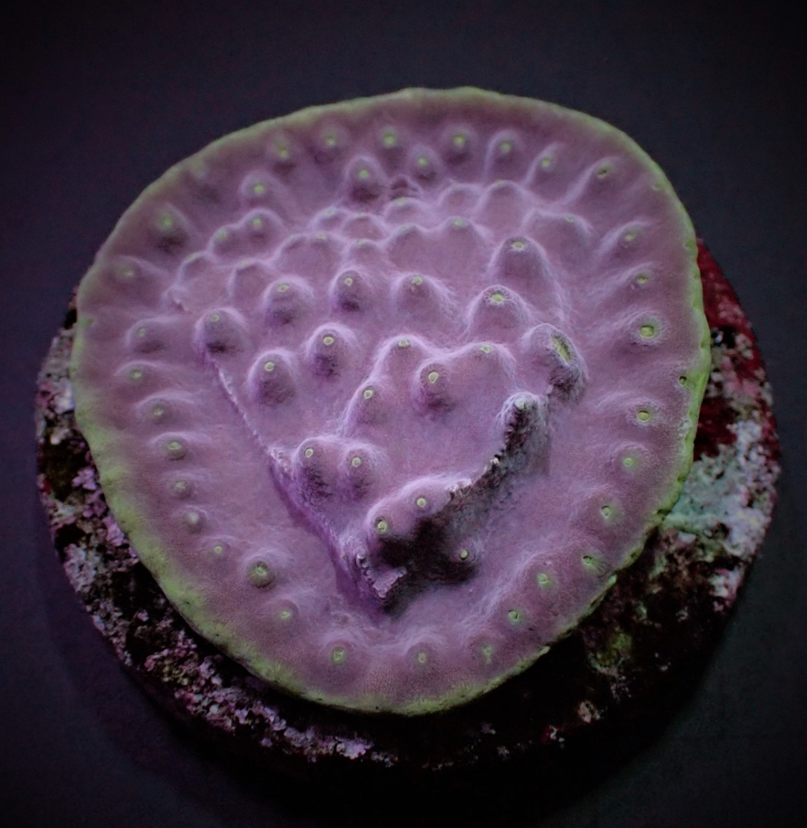 Turbinaria reniformis (frag) | FRAG