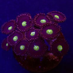 Zoanthus spp. (Grade A) (frag) | FRAG