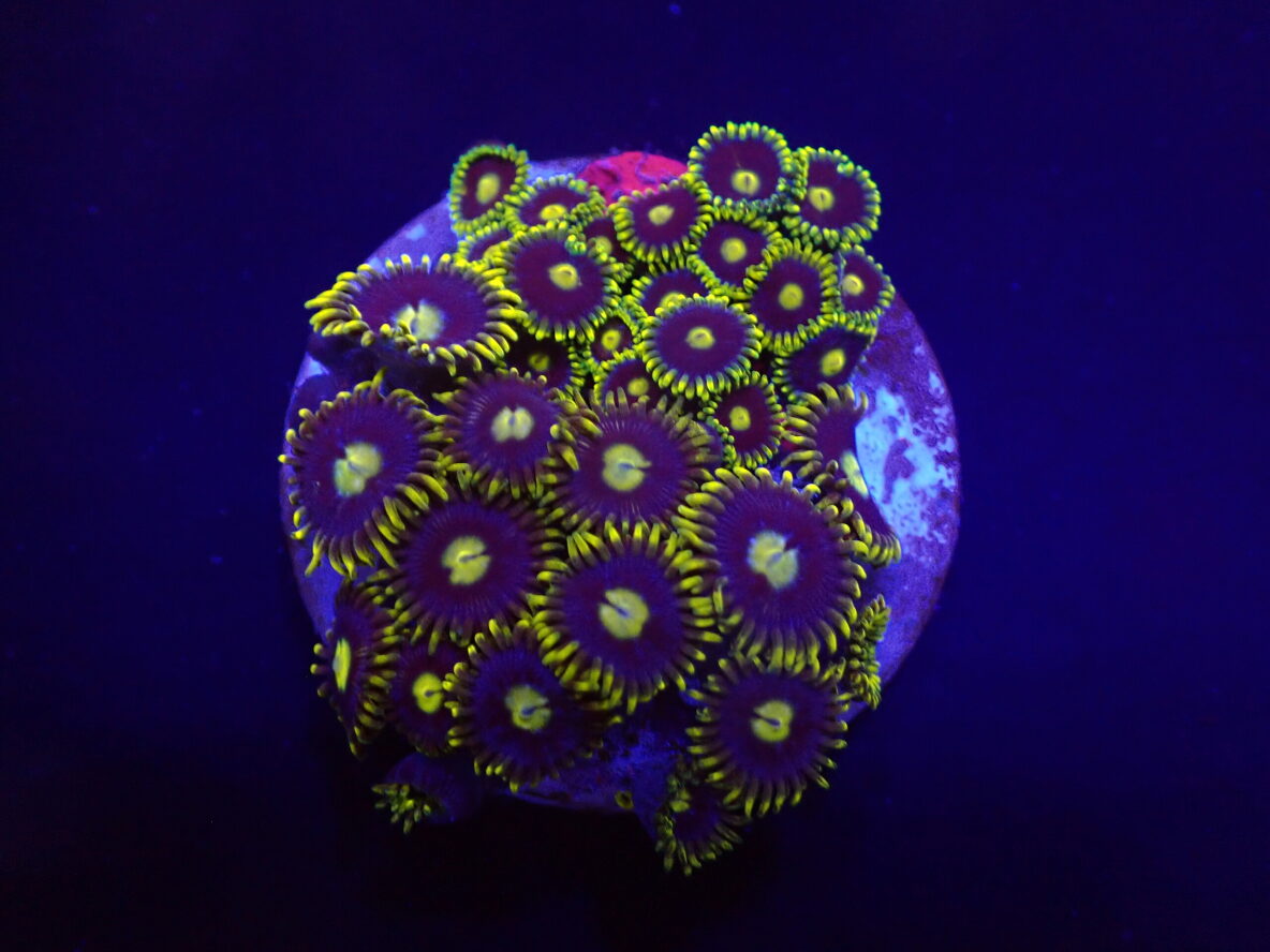 Zoanthus spp. (Blueberry Pie) (frag) | FRAG