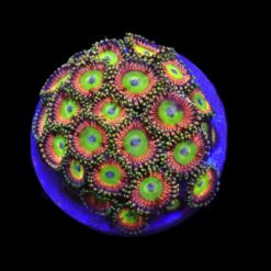 Zoanthus spp. (Candy Apple Green) (frag) | FRAG