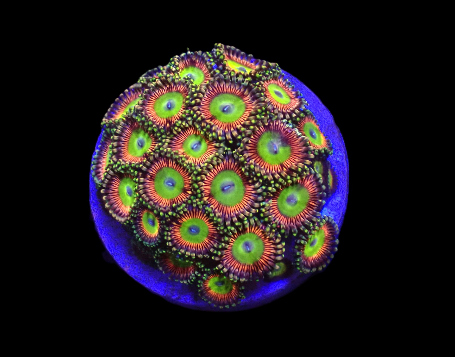 Zoanthus spp. (Candy Apple Green) (frag) | FRAG