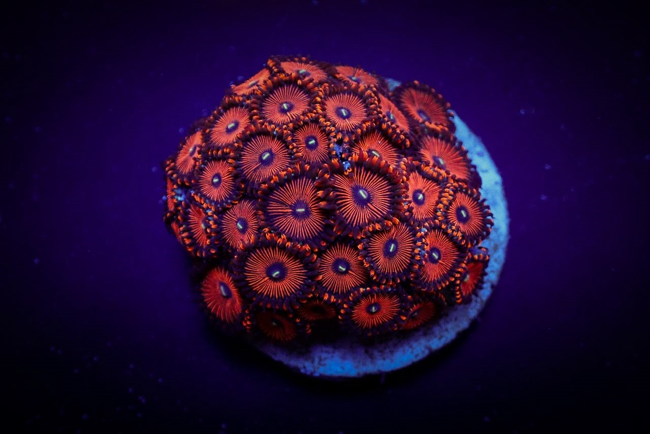 Zoanthus spp. (Red People Eater) (frag) | FRAG