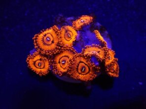 Zoanthus spp. (Valentines Day Massacre) (frag) | FRAG