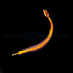 Doryrhamphus bicarinatus | All sizes