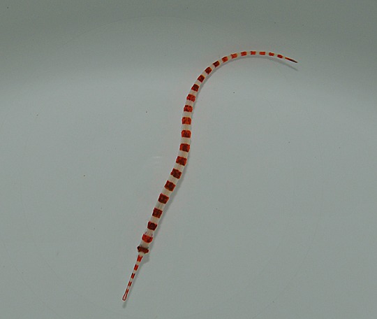 Dunckerocampus boylei | All sizes