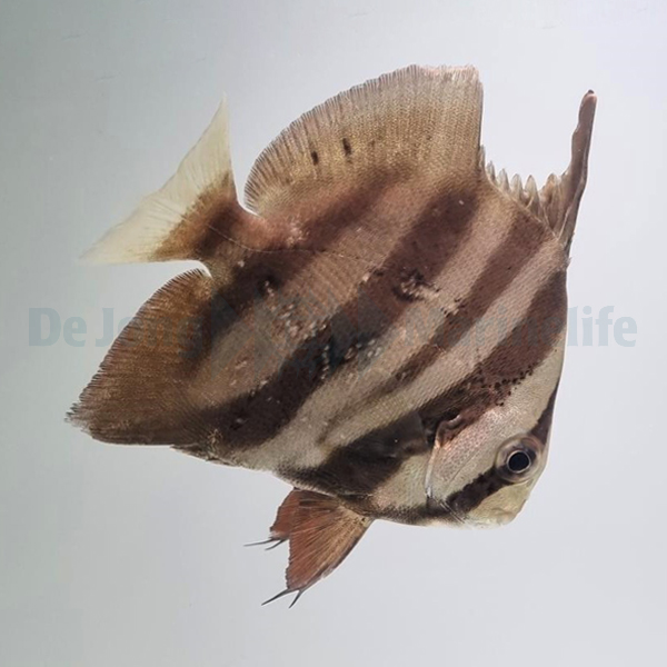 Chaetodipterus faber | M