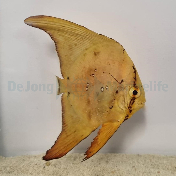 Platax orbicularis | S