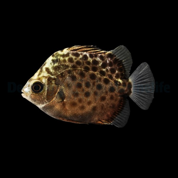 Scatophagus argus | M