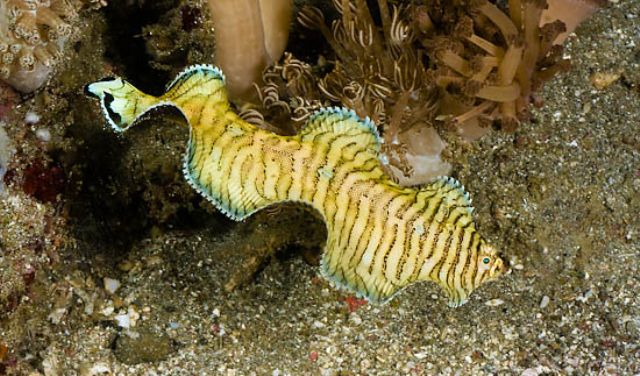 Soleichthys heterorhinos | S