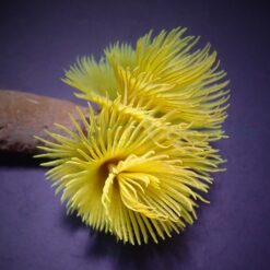 Sabellastarte spp. (Yellow) (XL) | XL