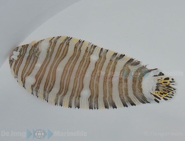 Zebrias fasciatus | L