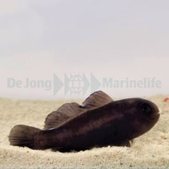 Gobiodon acicularis | All sizes