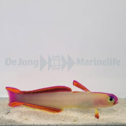 Nemateleotris decora | All sizes