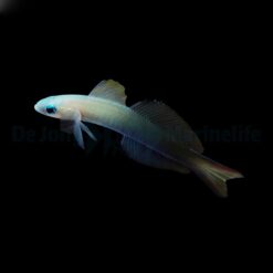 Ptereleotris evides | All sizes