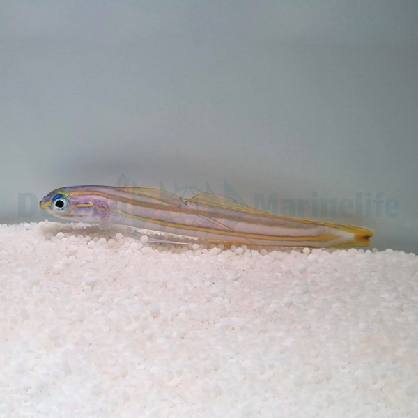 Ptereleotris grammica | All sizes