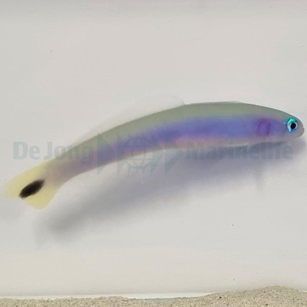 Ptereleotris heteroptera | All sizes