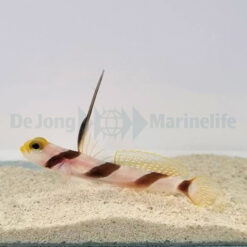 Stonogobiops nematodes | All sizes