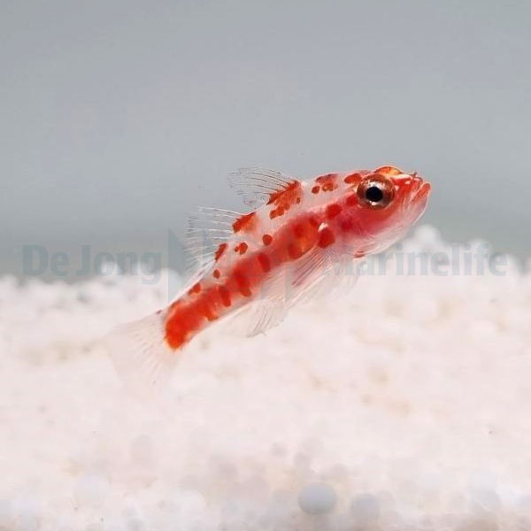 Trimma rubromaculatus | All sizes