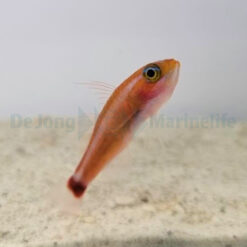 Trimma tevegae | All sizes