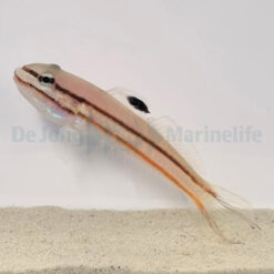 Valenciennea helsdingenii | S/M